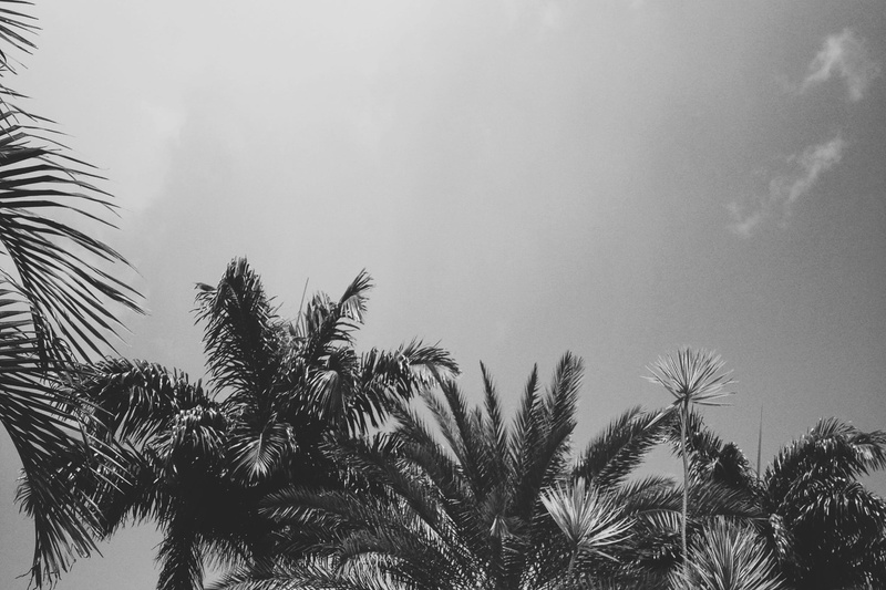 outdoors, palm leaf, low angle view, tranquil scene, growth, nature, tranquility, coconut palm tree, tropical climate, tree, tropical tree, day, no people