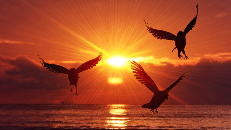clouds, mid-air, silhouette, animal themes, sky, animal, 1080P, bird, water, birds, orange color, animal wildlife, vertebrate, nature, group of animals