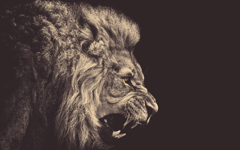 mane, 2K, lion, big cat, grin