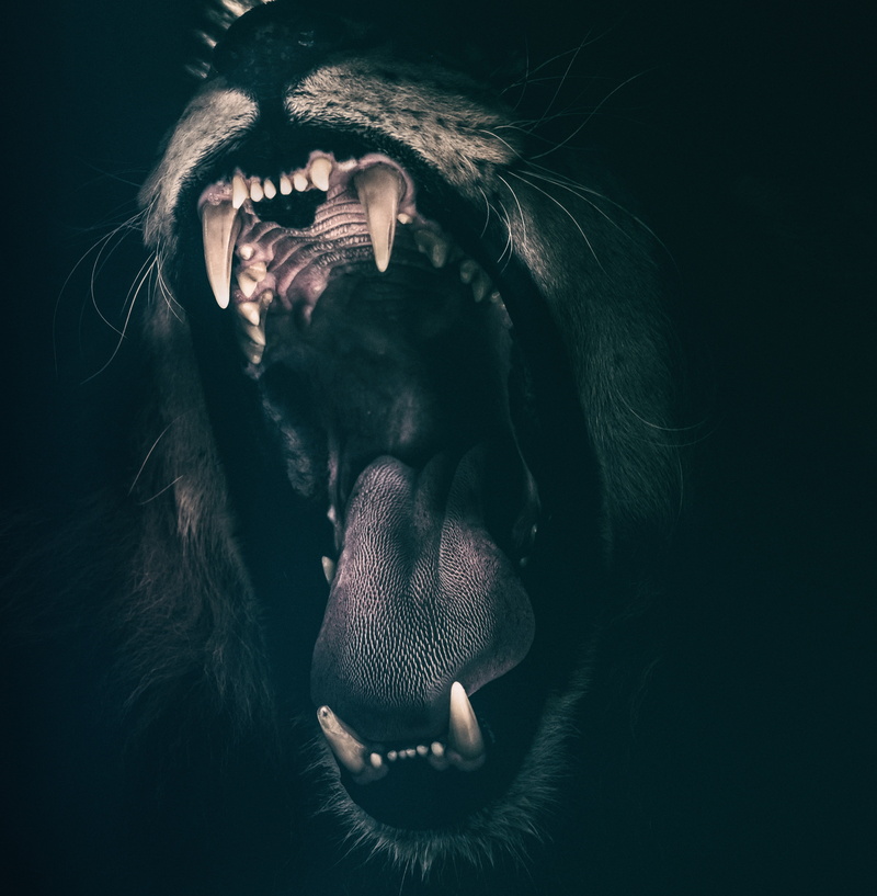 animal wildlife, lion, horror, one animal, animals in the wild, night, animal head, human Face, domestic animals, mammal, vertebrate, evil, spooky, anger