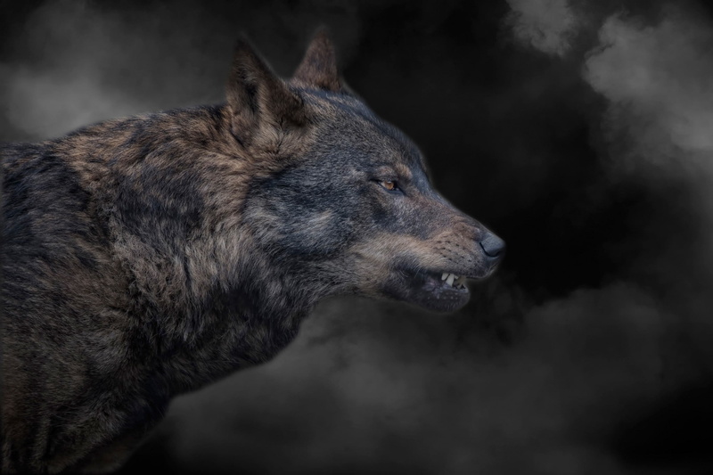 wolf, smoke, grin, wolf grin, 1080P