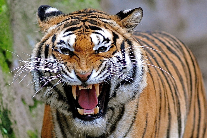 animals Hunting, striped, bengal Tiger, close-up, portrait, fur, asia, one animal, whisker, cat, endangered Species, carnivore, white, predator, outdoors