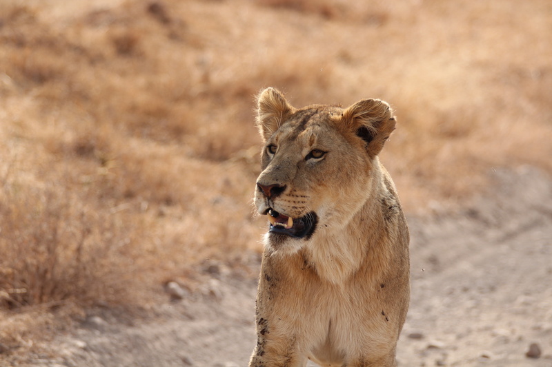 majestic, mouth open, outdoors, south Africa, hunting, animal, focus on foreground, lion, wild Animals, animals And Pets, female Animal, nature, cat, animals Hunting