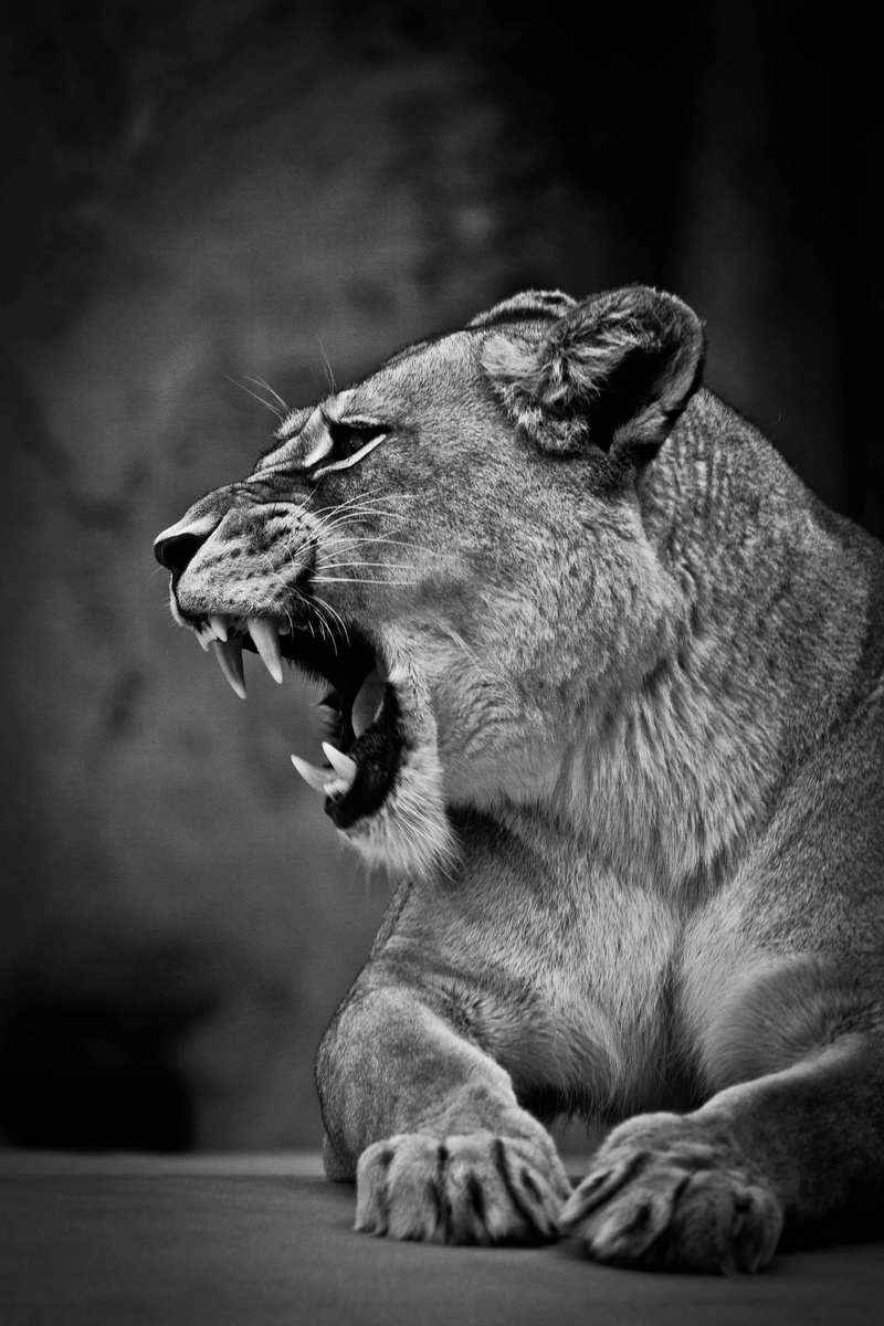 feline, animal, mammal, animals in the wild, emotion, big cat, bw, animal body part, predator, yawning, vertebrate, animal mouth, facial expression, grin