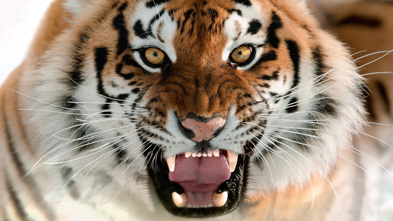 portrait, Amur Tiger, Grin, 8K, Tiger, Muzzle