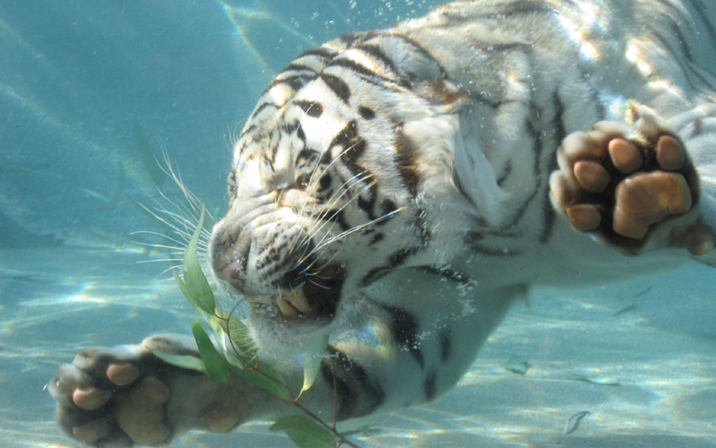 swimming Animal, water, animals in captivity, one animal, tiger, vertebrate, sea Life, zoo, wildlife, animal wildlife, underwater, mouth open, evil, fish