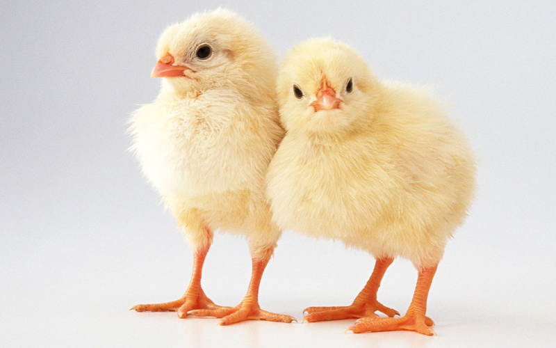 Chick, chicks, Lovely, Two, 720P