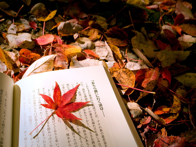 Japanese, Book, Autumn, Leaves, textbook, 1080P