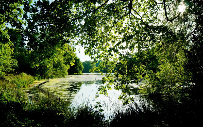 outdoors, lake, forest, 1080P, flowing water, scenics - nature, background pictures nature hd images 1920x1200, plant, reflection, tree, tranquility, water