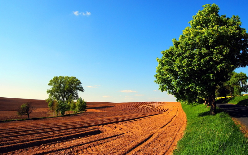clear sky, day, rural scene, tranquility, growth, background pictures nature hd images 1920x1200, landscape, farm, land, tree, agriculture, green color