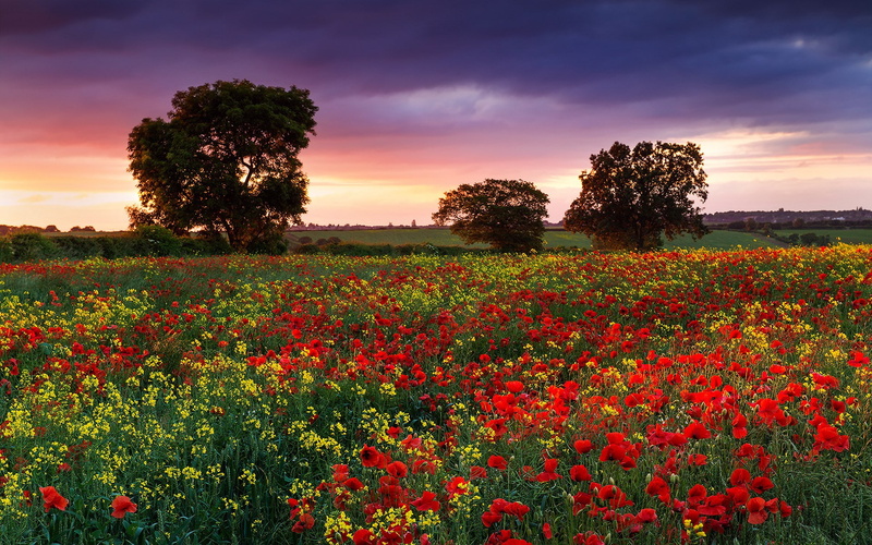 background pictures nature hd images 1920x1200, 1080P