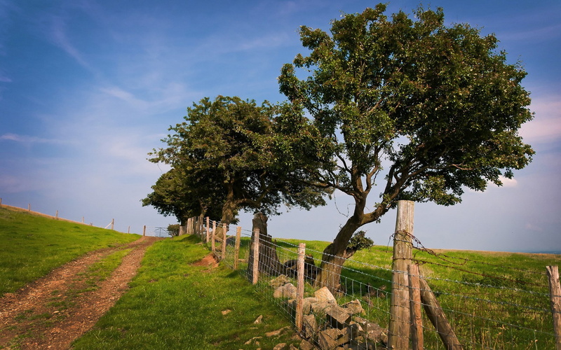 direction, growth, beauty in nature, tree, plant, outdoors, scenics - nature, boundary, nature, no people, grass, environment, fence, land, landscape, green color