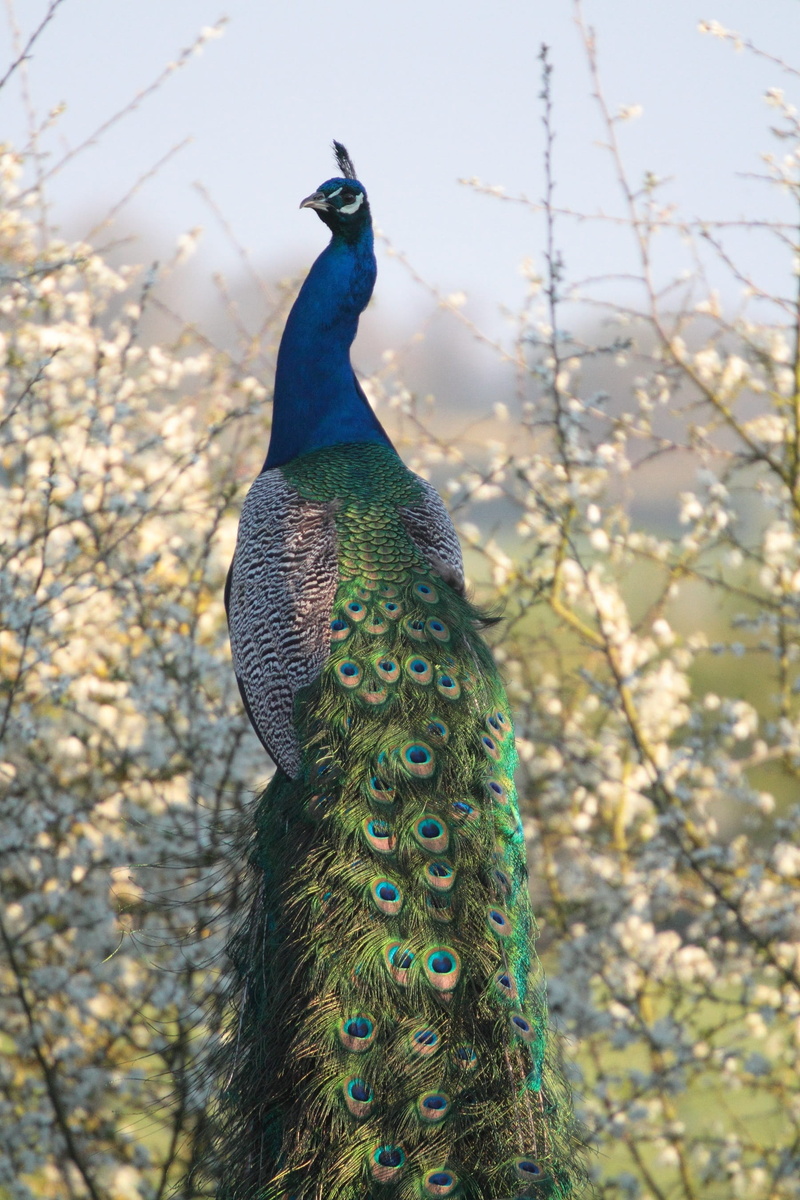 Feathers, Blossom, outdoors, peafowl, plant, 2K, animal themes, colourful, nature, animal, feather, peacock feather, male animal, tail, one animal, Farm