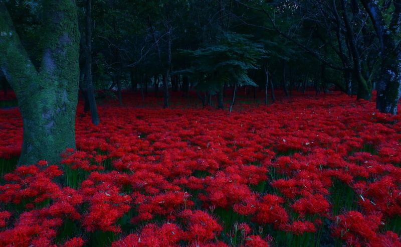 Dark, tranquility, redmagiclily, park, red, flowering plant, Flowers, day, 2K, tree trunk, land, Nature, Forest, redspiderlily, field, outdoors, lycorisradiata