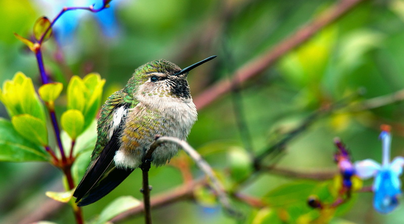 beak, Branch, Rest, habitat, beauty in nature, vertebrate, Macro, close-up, Small, animal wildlife, Perched, Tiny, Closeup, looking, flora, animals in the wild