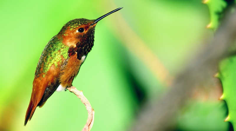 Rest, Vivid, Brown, beauty in nature, smallest birds in the world, Perched, Smallest Birds, d800, unitedstates, Macro, flora, Photography, Nature, Birds