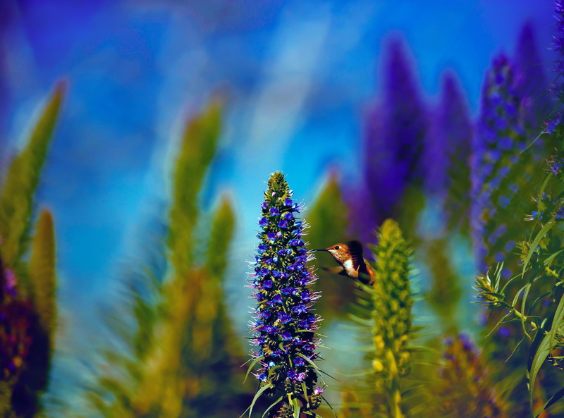 fauna, Huntington, hummingbird, madeira, MidAir, smallest, nectarivores, pollinator, hovering, Species, Nature, Flying, unitedstates, Animals, smallest birds in the world