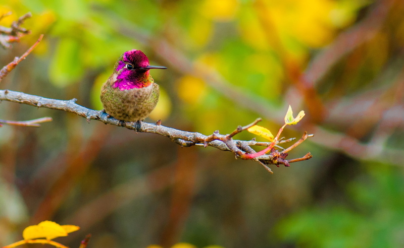 tree, Green, Magenta, Nature, plant, day, Pink, Species, no people, Sitting, s, Birds, outdoors, plant part, Plumage, Fall, CrimsonRed, Colors, unitedstates