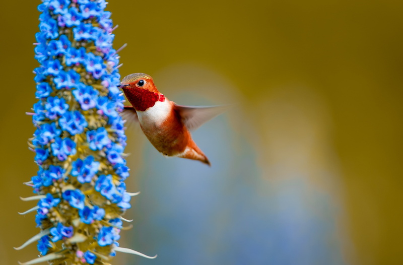 Orange, Flowers, Bird, nectarivores, Tiny, Vivid, Flying, Nectar, Species, Rufous, Closeup, flower, Feathers, Smallest Birds, pollinator, wildlife, Birds