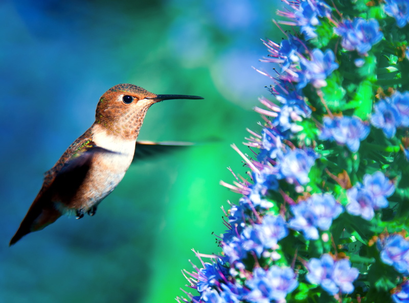 Nectar, colibri, d700, Species, nectarivore, Flying, PrideofMadeira, Feeding, Smallest Birds, Week, 2K, Flowers, nectarivores, EchiumCandicans, hovering