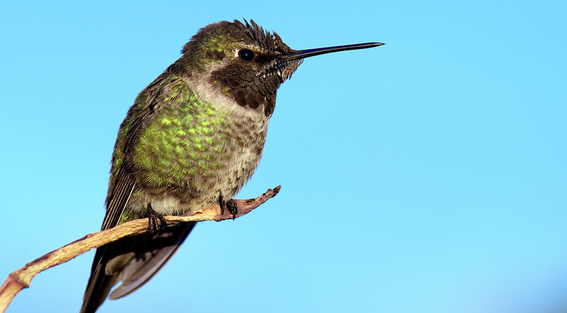 losangeles, Vivid, sky, Green, flora, one animal, plant, green color, outdoors, low angle view, fauna, Macro, California, wildlife, animal wildlife, animal themes