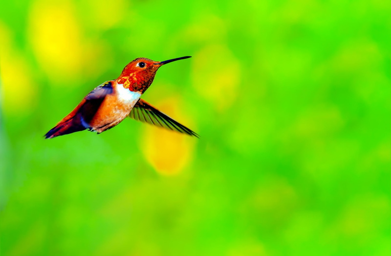 Small, habitat, vertebrate, Feathers, Green, hummingbird, close-up, Birds, pollinator, Huntington, mid, Bird, Smallest Birds, gorget, Feeding, Macro, Male