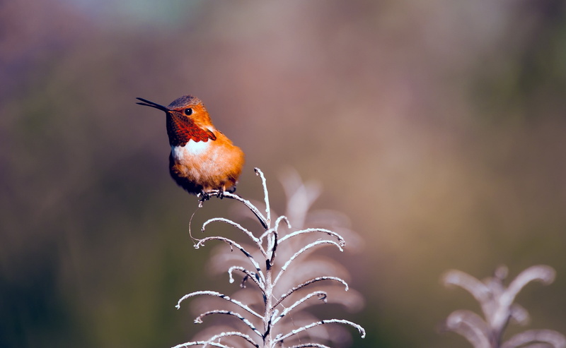 Perched, animal themes, focus on foreground, orange color, Rufous, Rest, d700, hummingbird, close-up, California, Closeup, colibri, perching, Twigs, no people
