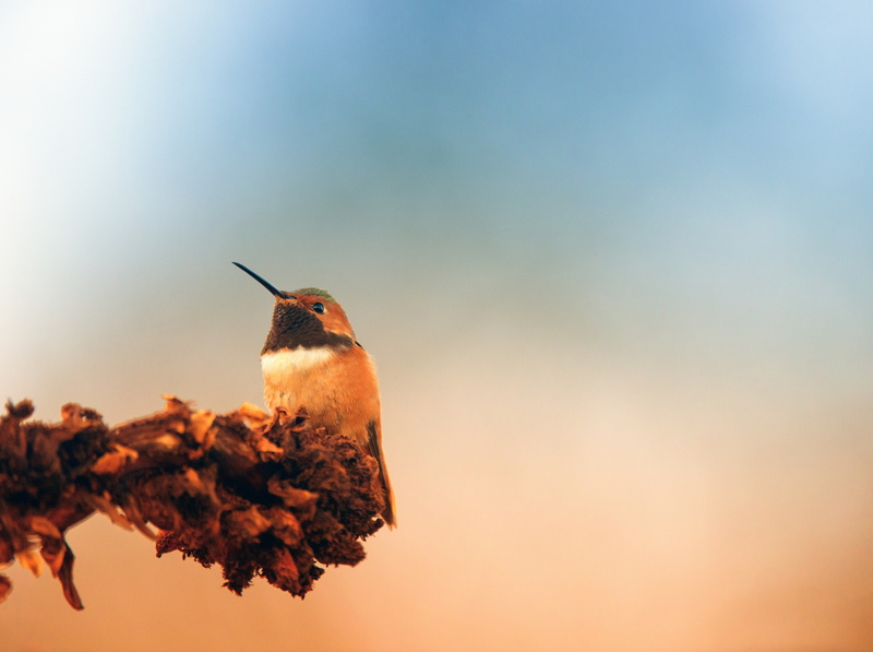animals in the wild, Smallest Birds, one animal, colibri, vertebrate, beauty in nature, Rest, California, Photography, Perched, autumn, flora, focus on foreground