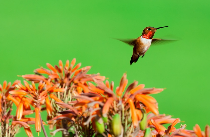 Photography, hovering, flower head, Species, animal, 1080P, Flying, Bird, plant, fauna, Male, California, Wings, Vivid, close-up, nikon, Iridescent, gorget