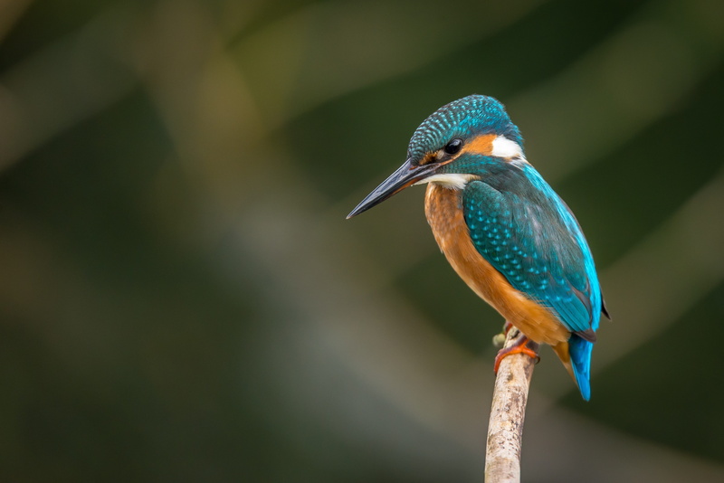 animals in the wild, one animal, branch, day, blue, nature, 4K, animal themes, little, macro, birdwatching, color, beak, cute, close-up, ornithology, focus on foreground