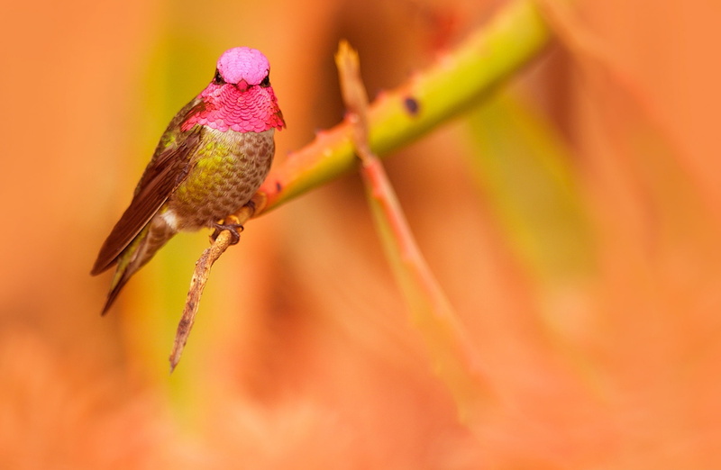 focus on foreground, nikon, Tiny, pollinator, close-up, animal themes, wildlife, Colored, hummingbird, Species, Green, Iridescent, California, selective focus