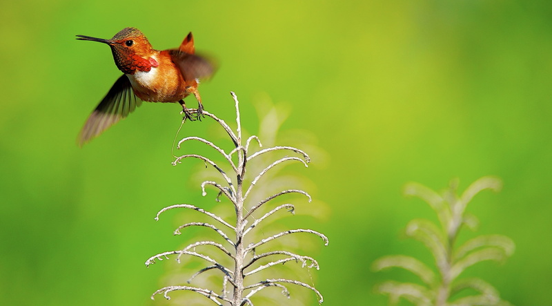 Smallest Birds, flapping, Rufous, Crown, Birds, perching, Colors, wildlife, hummingbird, beauty in nature, one animal, Plumage, Closeup, animal themes