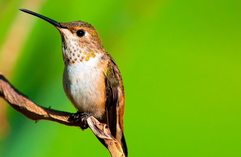 pollinator, Perched, copy space, animal themes, Closeup, green color, branch, losangeles, focus on foreground, outdoors, Female, flora, Birds, nikon, Tiny