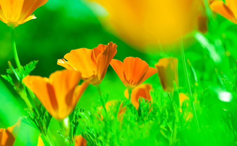 vulnerability, flowering plant, goldenpoppy, petaled, Colors, Poppy, EschscholziaCalifornica, Vivid, selective focus, losangeles, Californian, CaliforniaSunlight