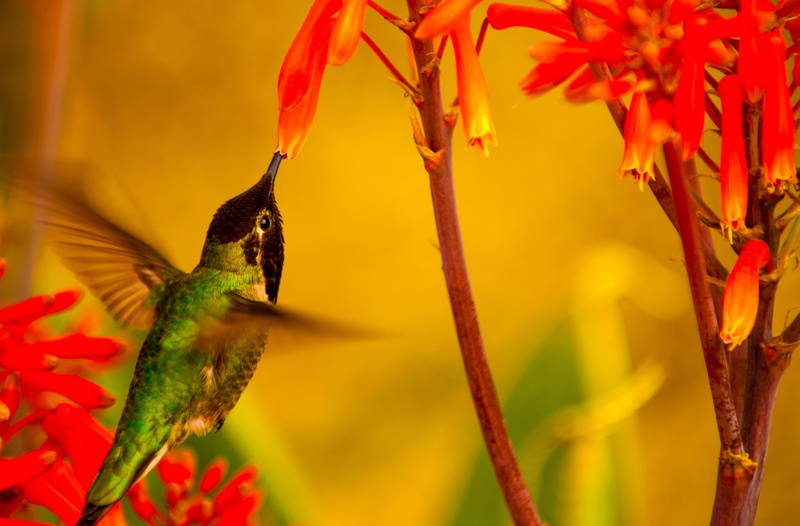black, fauna, flowering plant, Photography, California, smallest bird in the world, Bird, unitedstates, perching, Species, focus on foreground, Small, Birds
