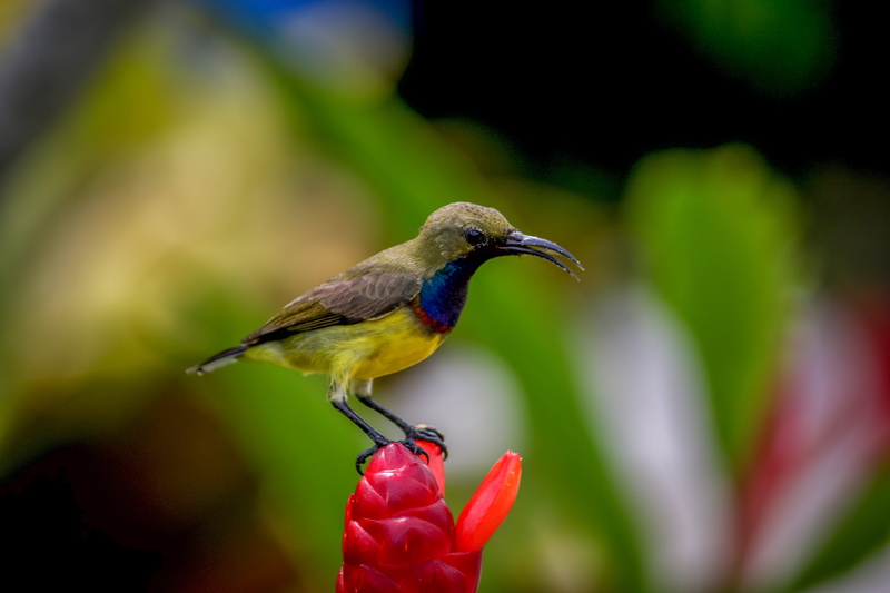 blue, perching, leg, shallow, hummingbird, plant, photography, focus on foreground, bee eater, red, one animal, animal, tiny bird, animal themes, phuket