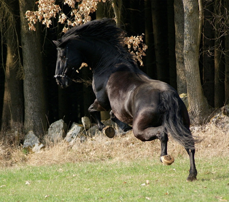 horses, art, west, Black, hd, spanish, 480P, andalusian, wild, animals