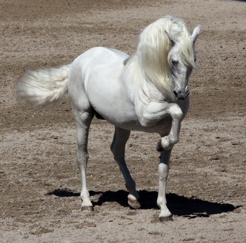 performance, 1080P, spanish, andalusian, horses, animals, white