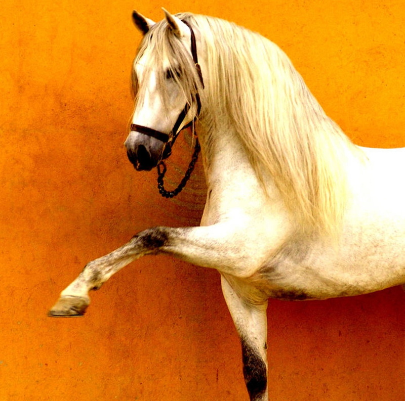horses, andalusian, animals, grey, 1080P, walk, spanish