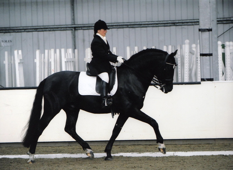 stallio, spanish, spanish horse, 1080P, black, horses, spaniard, andalusian horse, dressage, spain, andalusian, animals