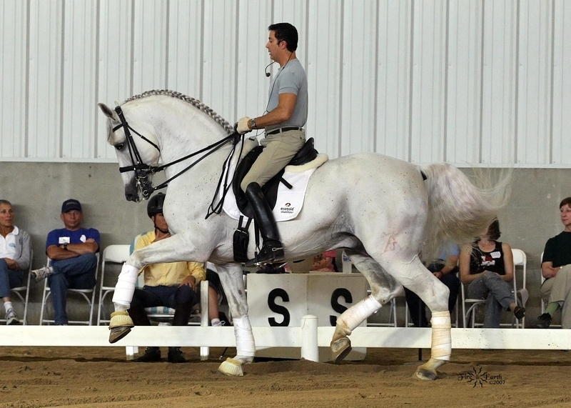andalusian, iberian, dressage, spanish, horses, top, grey, animals, 1080P