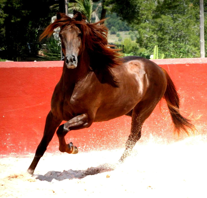 animals, spanish, 1080P, chestnut, iberian, beauty, andalusian, horses