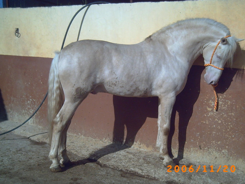 andalusian horse, alusian, 1080P, animals, spanish horse, horse, horses, albino