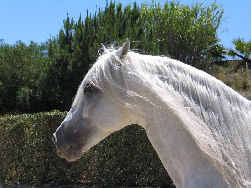 andalusian, spanish, face, 1080P, animals, pretty, horses, white
