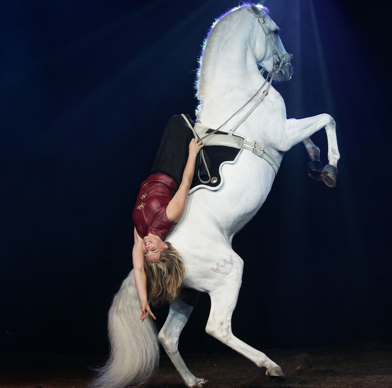 horses, animals, white, 1080P, show, spectacle, horse show, andalusian, apassionata, girl, spanish