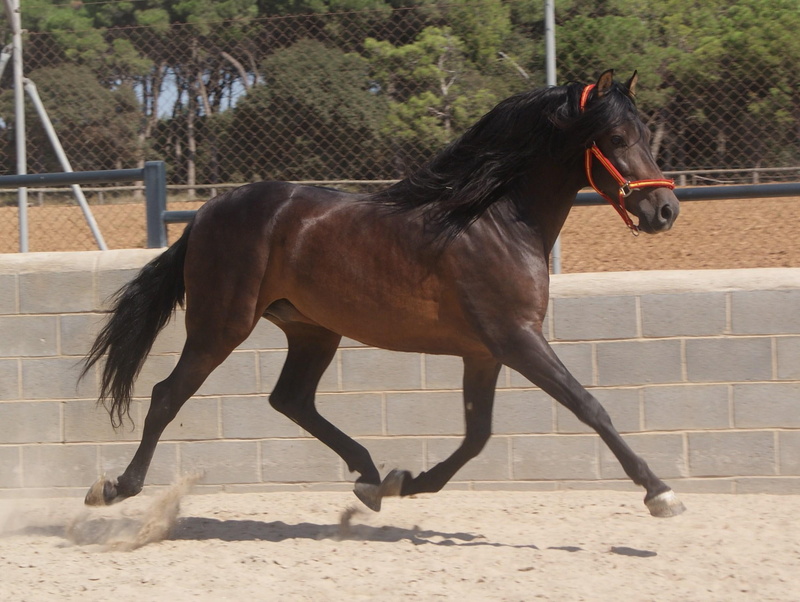1080P, animals, bay, spanish, alusian, andalusian, horses