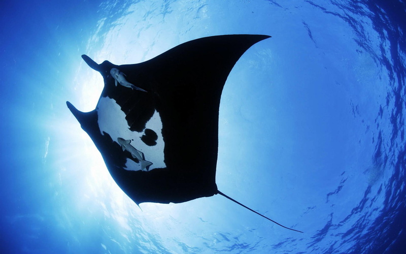 sea, manta, animals and birds, creature, ray, sting, 1080P
