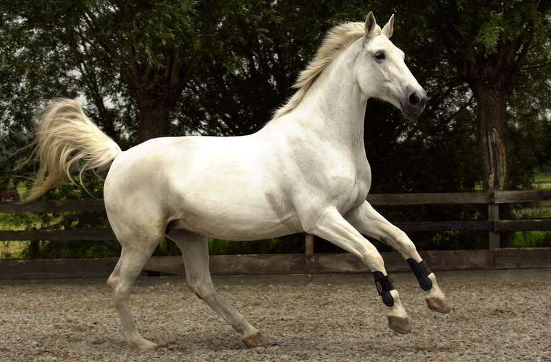 spanish, mare, graven, white, animals, lady graven, 1080P, horse, lady, horses, spanish horse