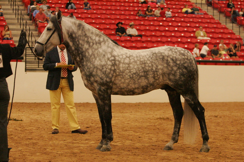 grey horse, art, andalusian stallion, andalusian, hd, grey, animals, spanish stallion, stallion, 2K, dappled, Spain, horses