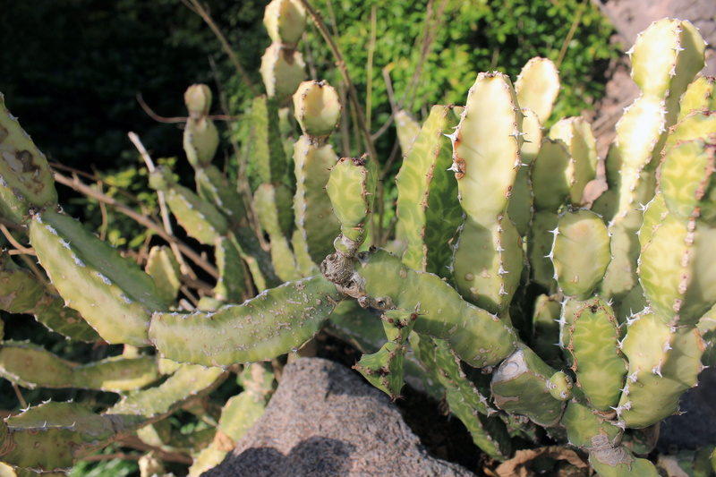 beauty in nature, day, prickly pear cactus, growth, 2K, fish bone cactus, st anthonys rik-rak, no people, zig-zag cactus, green color, outdoors, selenicereus anthonyanus